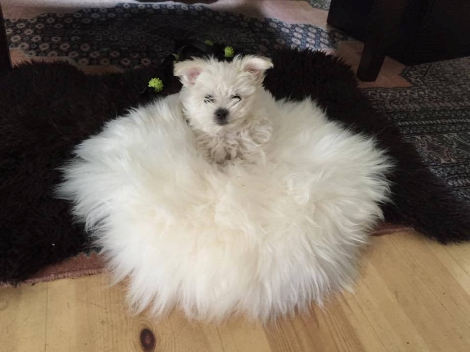 Malteser Sille Abi billede 5