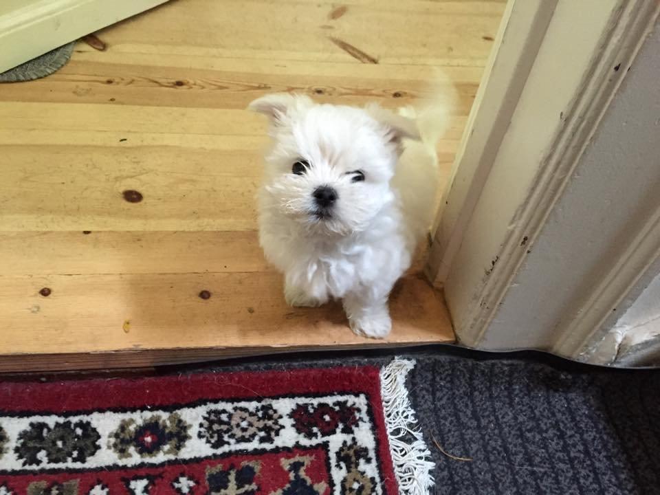 Malteser Sille Abi billede 6