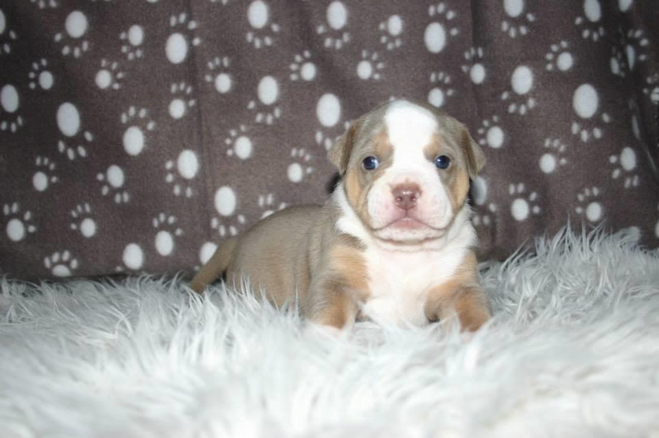 Olde english bulldogge Reservoirbulls Minerva (Gudrun) billede 6