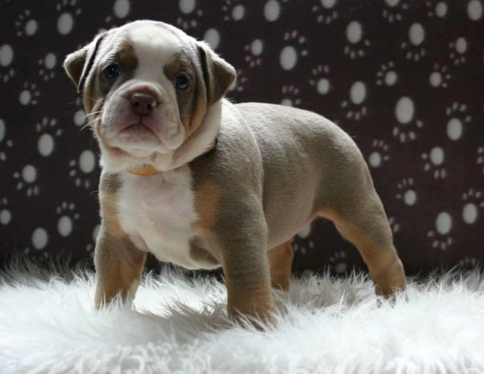 Olde english bulldogge Reservoirbulls Minerva (Gudrun) billede 5