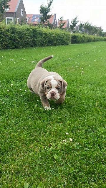 Olde english bulldogge Reservoirbulls Minerva (Gudrun) billede 7
