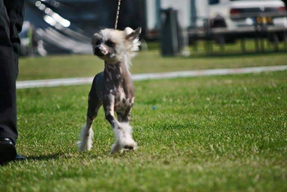 Chinese crested hårløs Farley vom Eifeldiamant billede 5