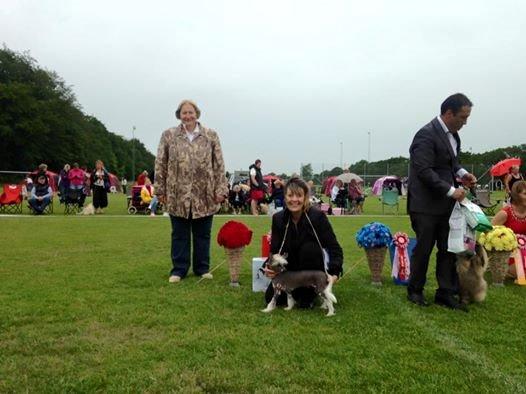 Chinese crested hårløs Farley vom Eifeldiamant billede 4