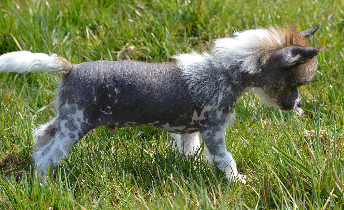 Chinese crested hårløs Farley vom Eifeldiamant billede 1