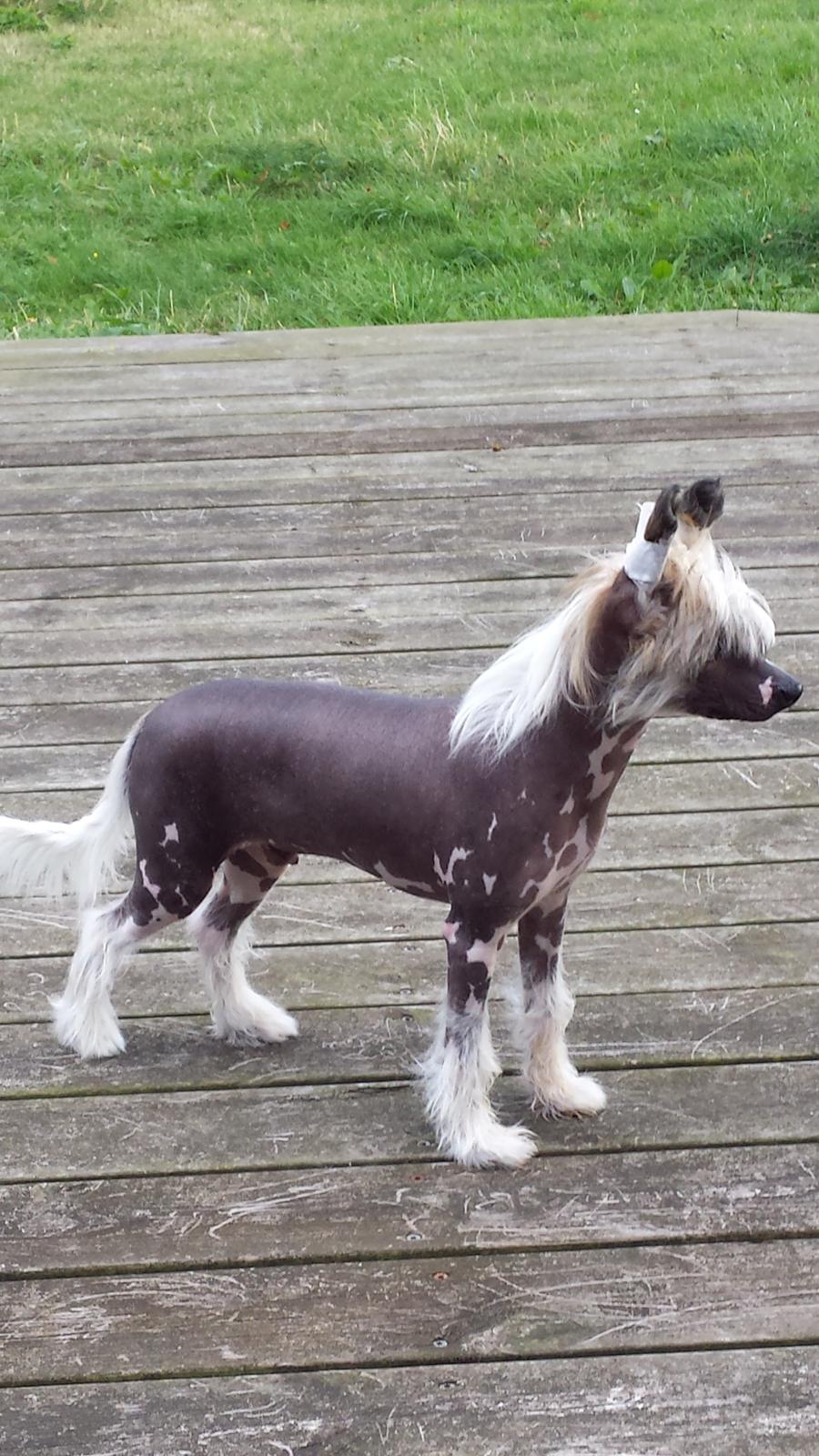 Chinese crested hårløs Farley vom Eifeldiamant billede 2
