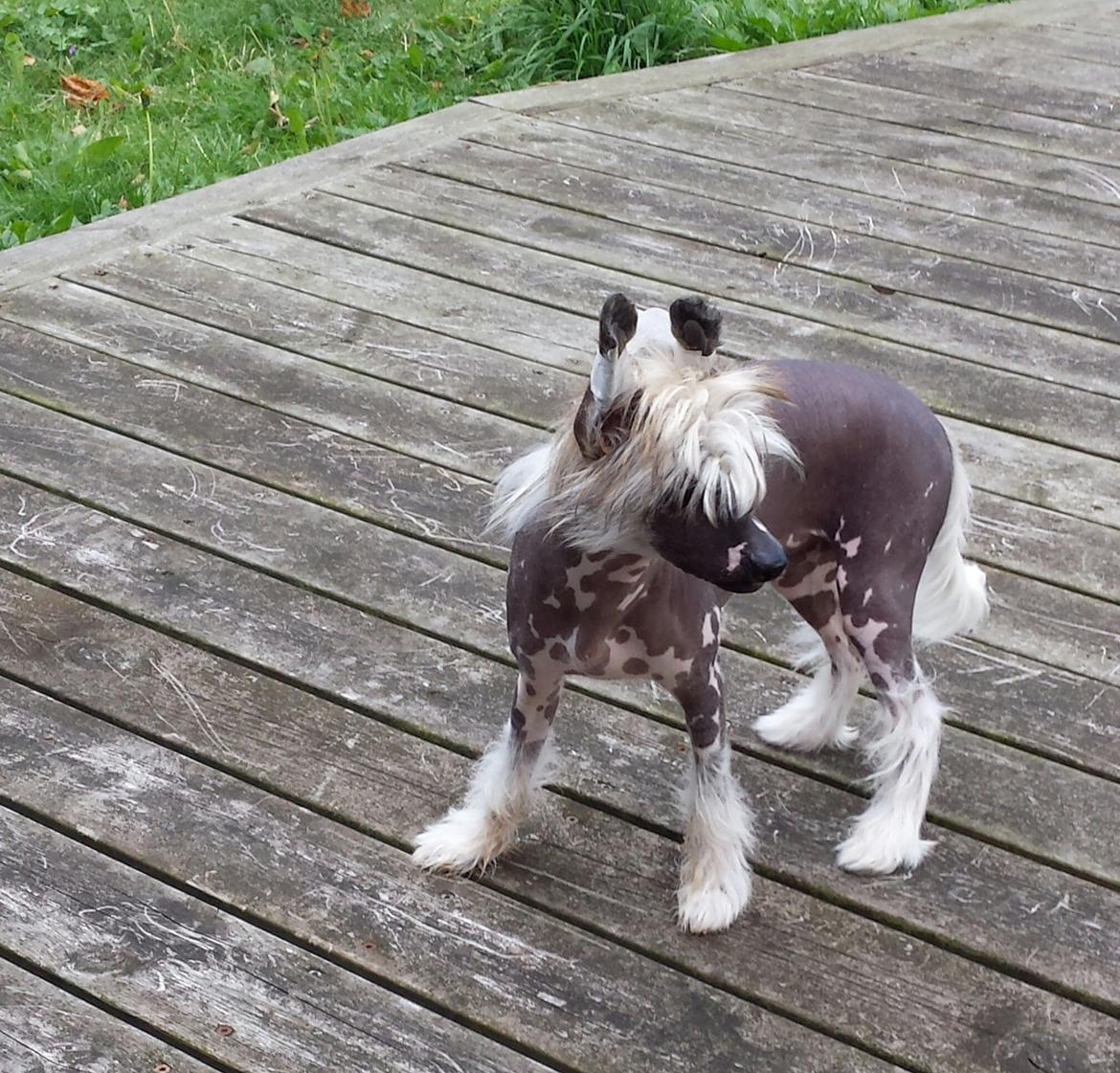 Chinese crested hårløs Farley vom Eifeldiamant billede 3