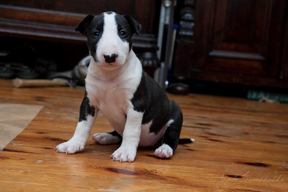 Bullterrier ACAI Bullwerona - Mania as a puppy, 5 weeks old billede 1