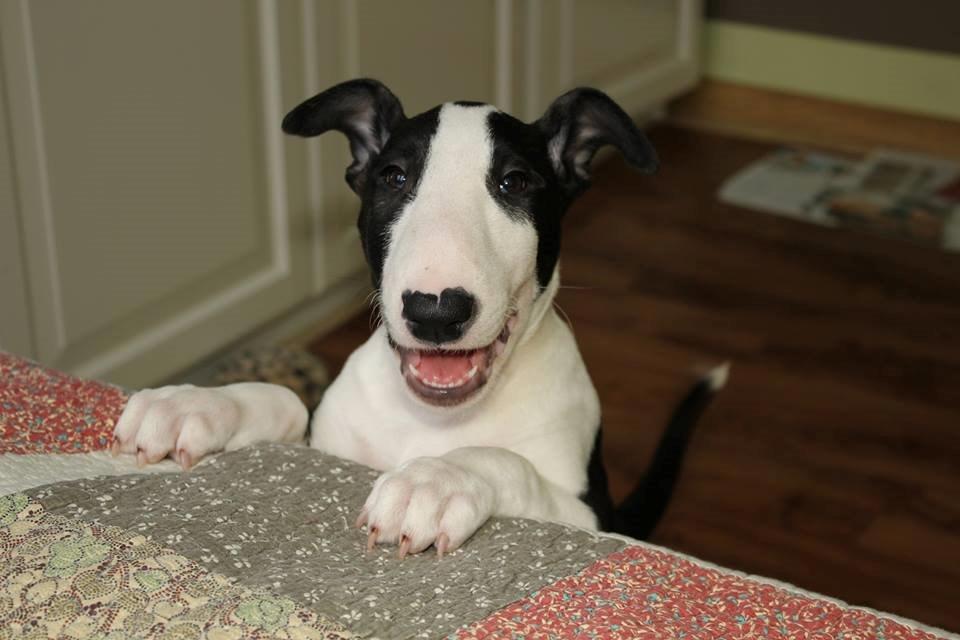 Bullterrier ACAI Bullwerona - Mania 2 months old puppy billede 2