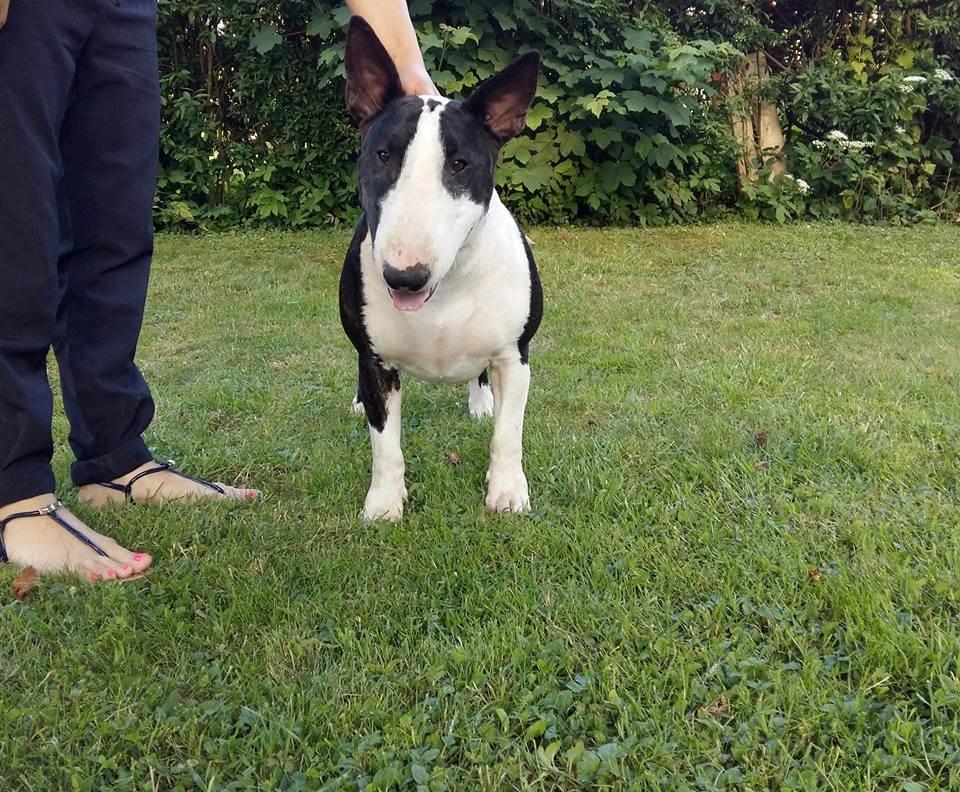 Bullterrier ACAI Bullwerona - Mania 20 months old billede 4
