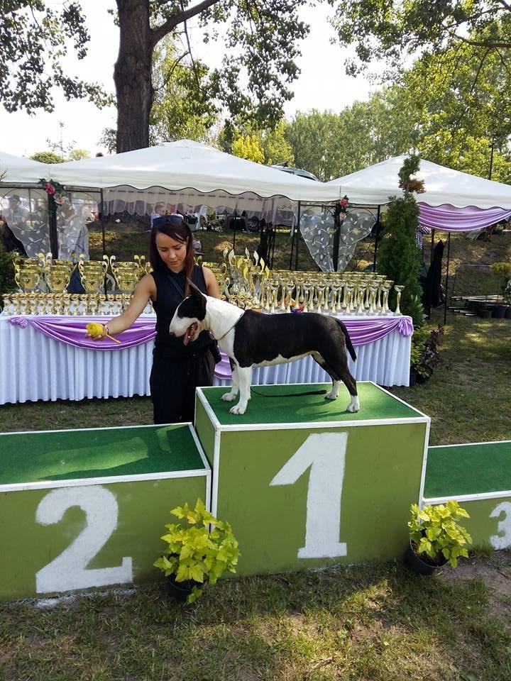 Bullterrier ACAI Bullwerona - National Dogs Show in Chojnice, Poland 2.08.2015. This day ACAI Bullwerona (Mania) became a Polish Champion. billede 5