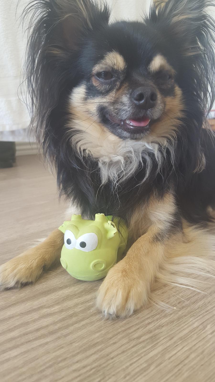 Chihuahua Milo billede 12