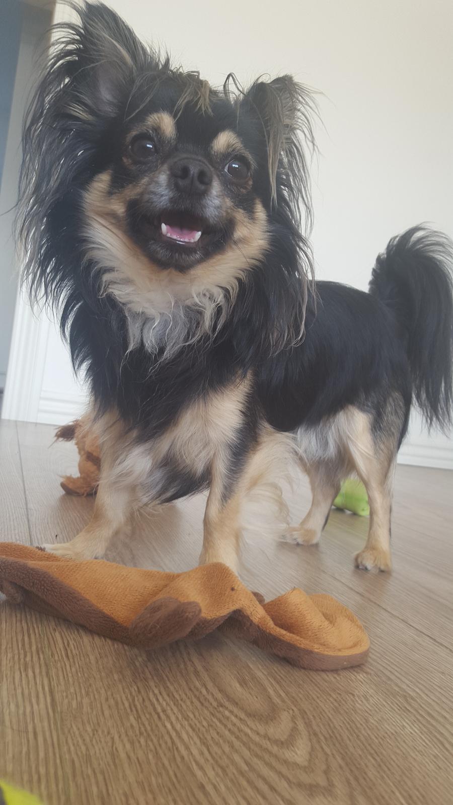 Chihuahua Milo billede 13