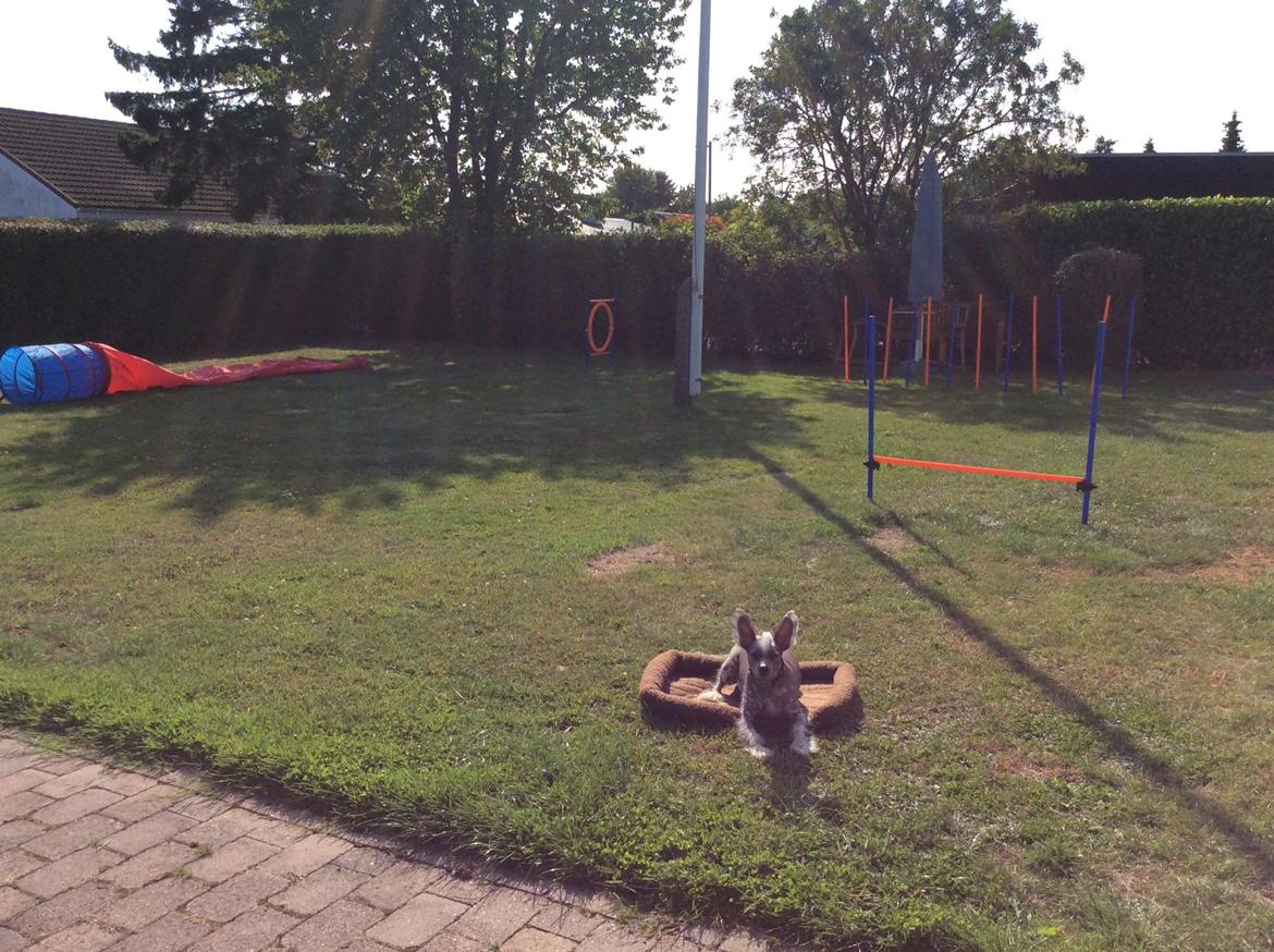 Chinese crested hårløs Spooky billede 47