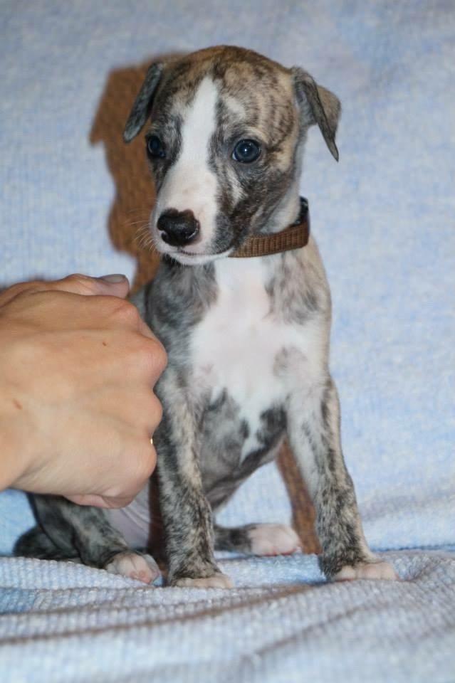 Whippet Peregrinus' Amazing Aston Martin billede 1