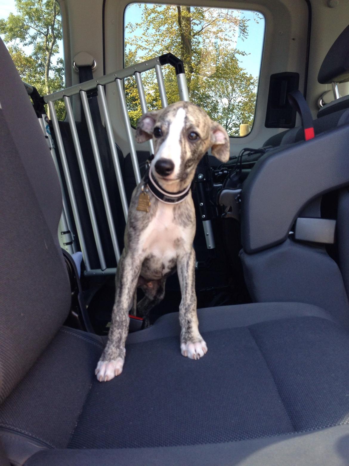 Whippet Peregrinus' Amazing Aston Martin - Så vi på vej hjem billede 3