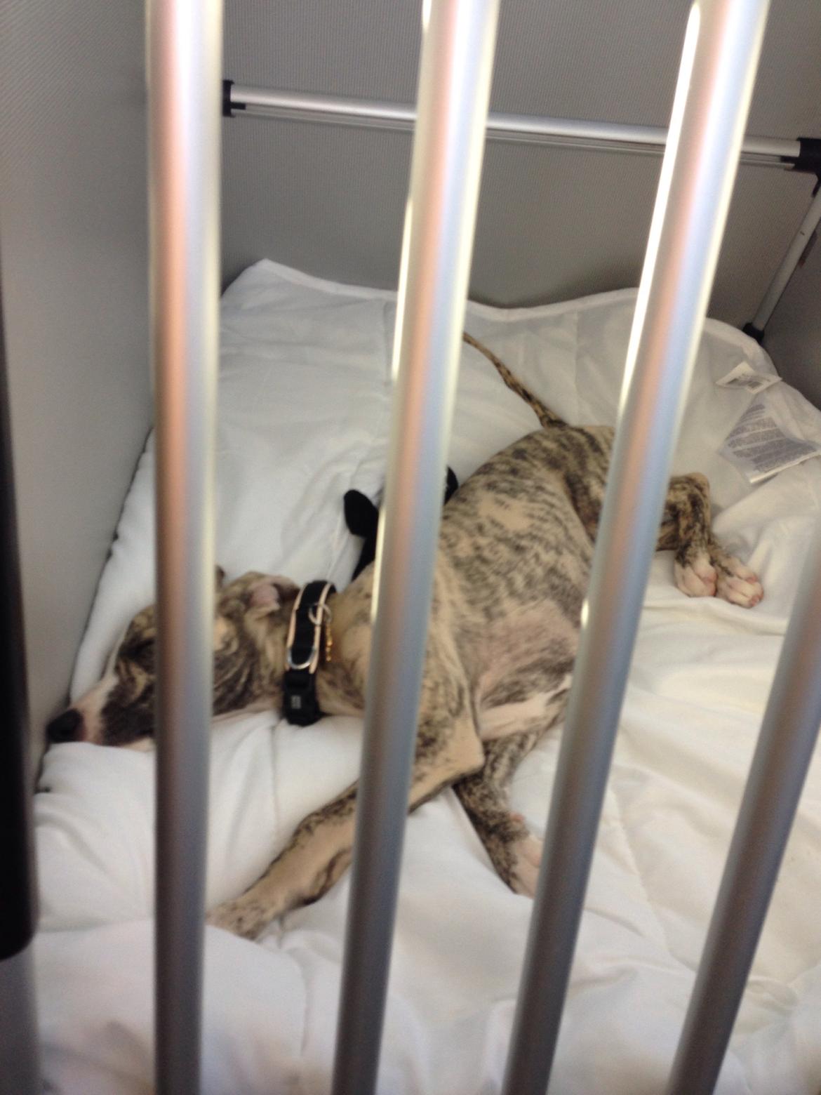 Whippet Peregrinus' Amazing Aston Martin billede 4