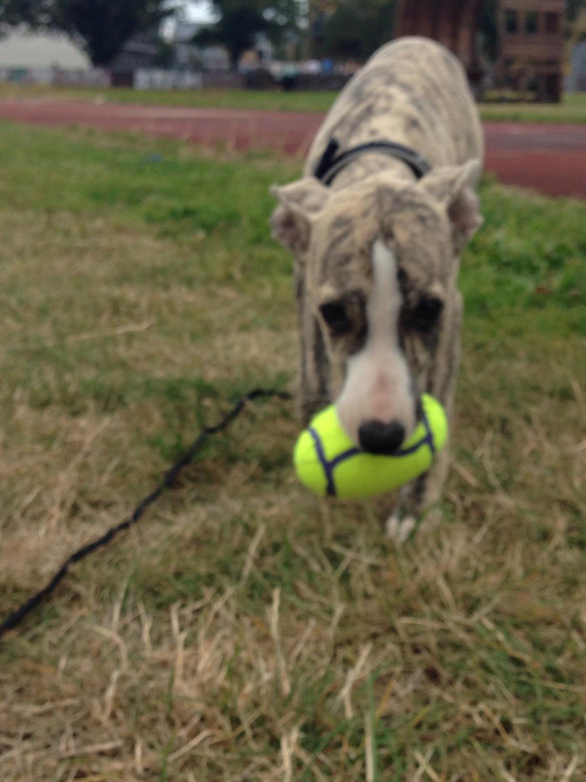 Whippet Peregrinus' Amazing Aston Martin billede 6