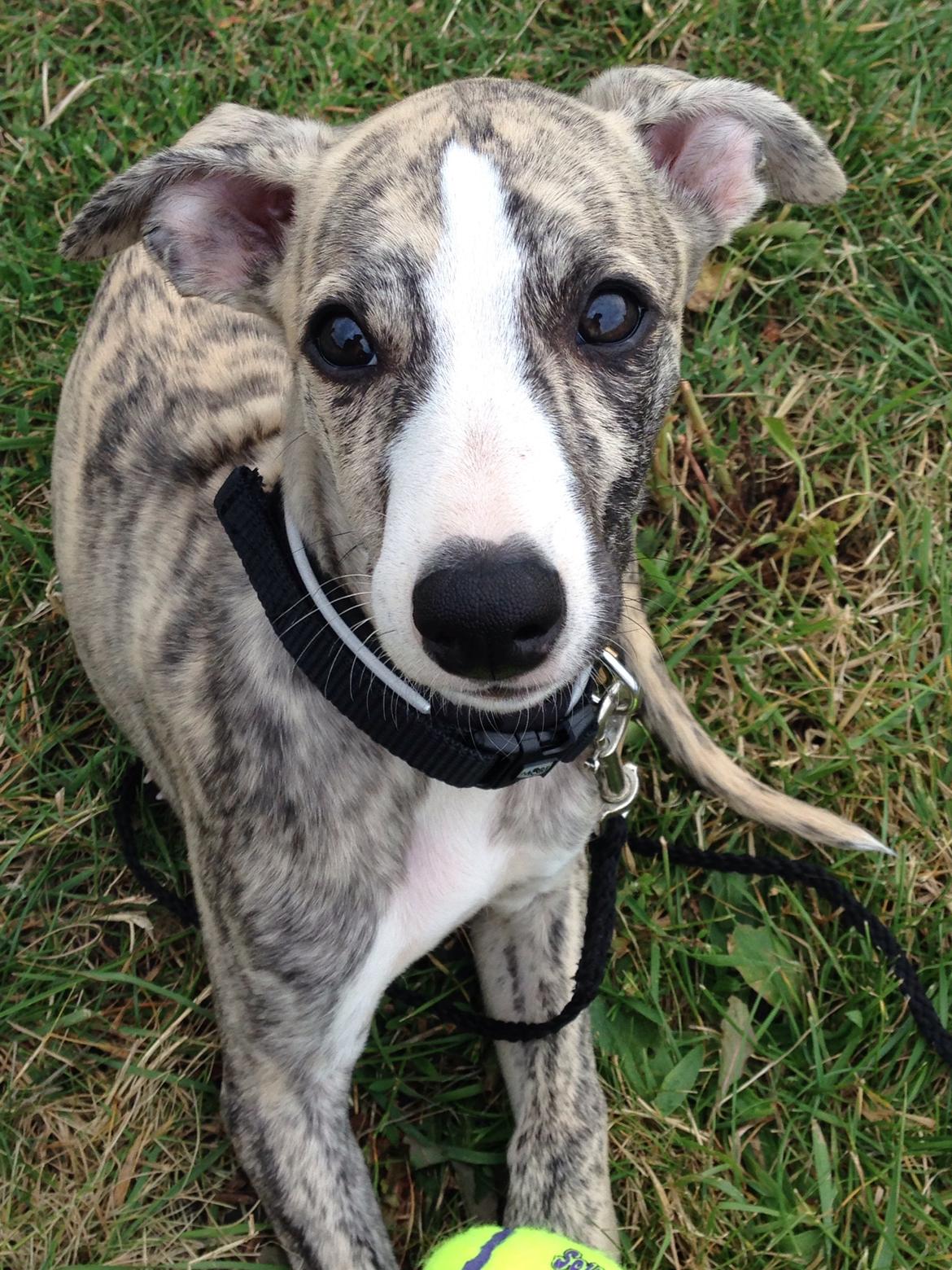 Whippet Peregrinus' Amazing Aston Martin billede 7