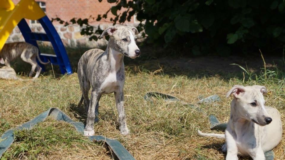 Whippet Peregrinus' Amazing Aston Martin billede 2