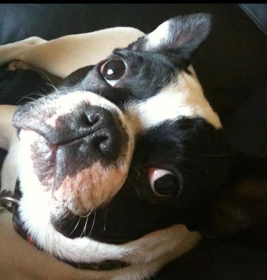 Fransk bulldog sylvester (sylle) billede 1