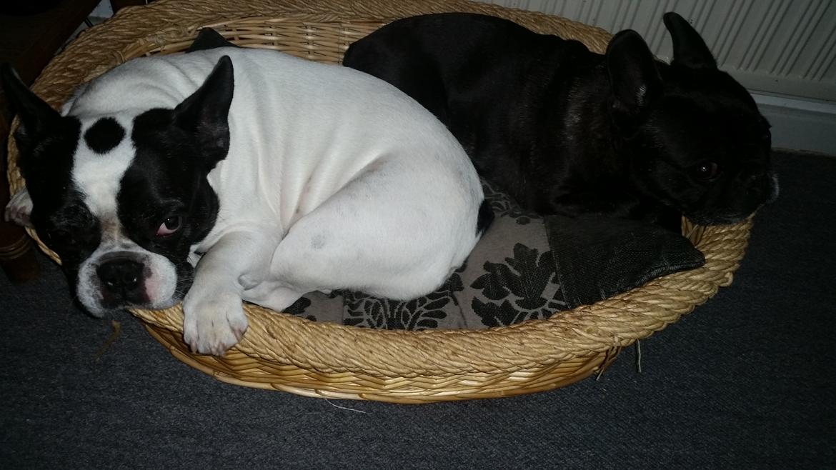 Fransk bulldog sylvester (sylle) billede 2