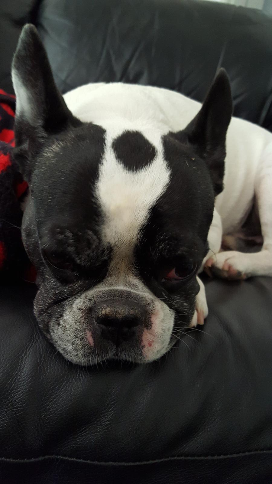 Fransk bulldog sylvester (sylle) billede 5