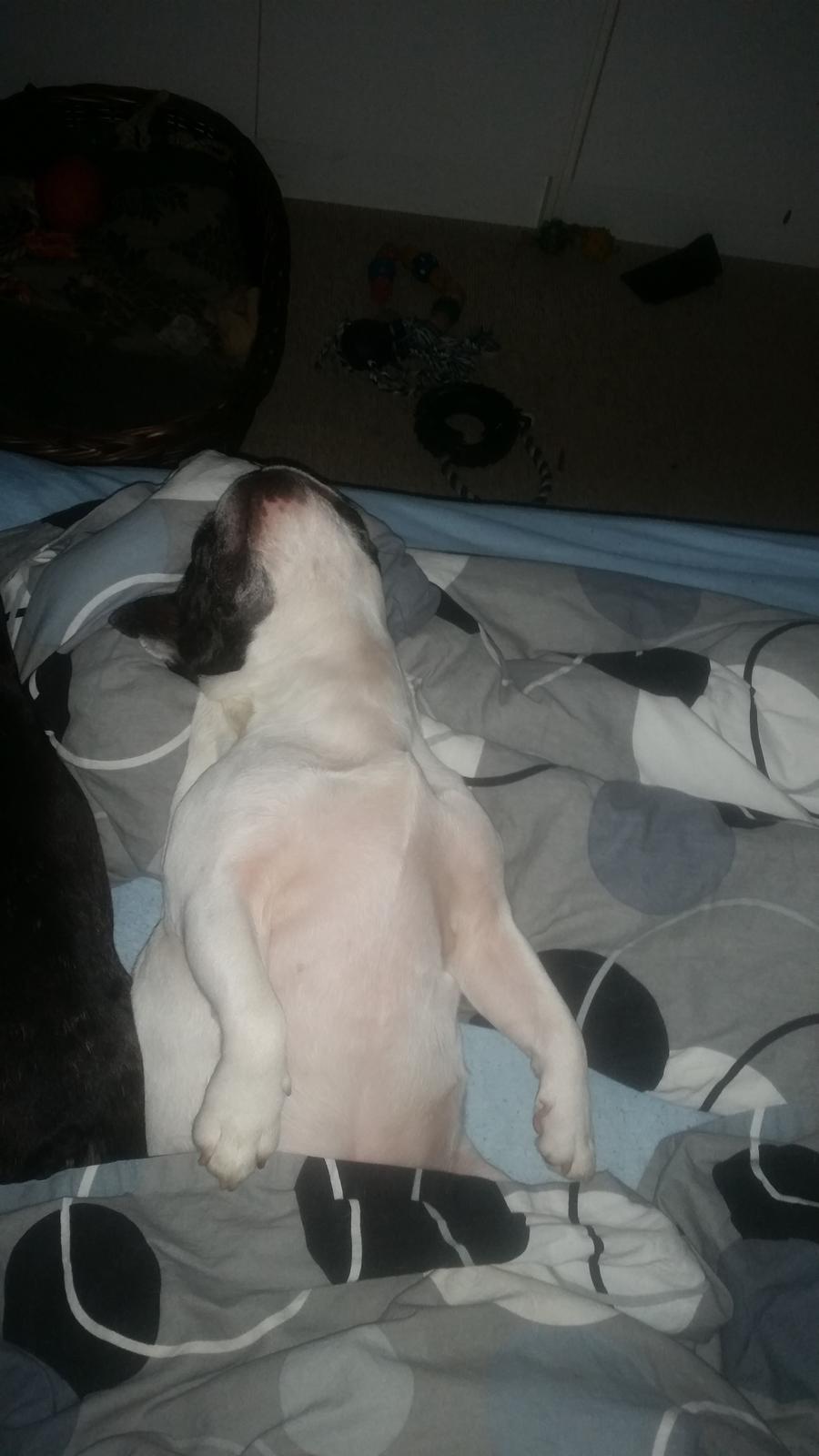 Fransk bulldog sylvester (sylle) billede 6