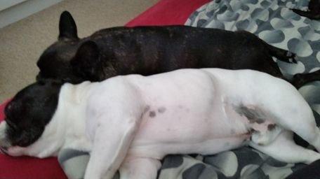 Fransk bulldog sylvester (sylle) billede 3