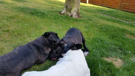 Fransk bulldog sylvester (sylle) billede 4