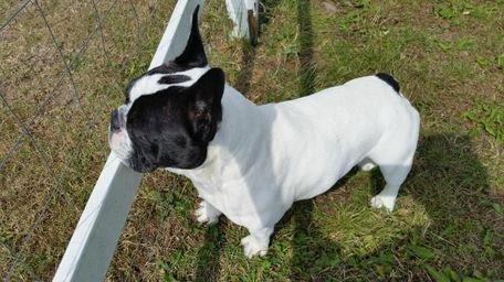 Fransk bulldog sylvester (sylle) billede 7