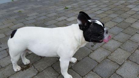 Fransk bulldog sylvester (sylle) billede 8
