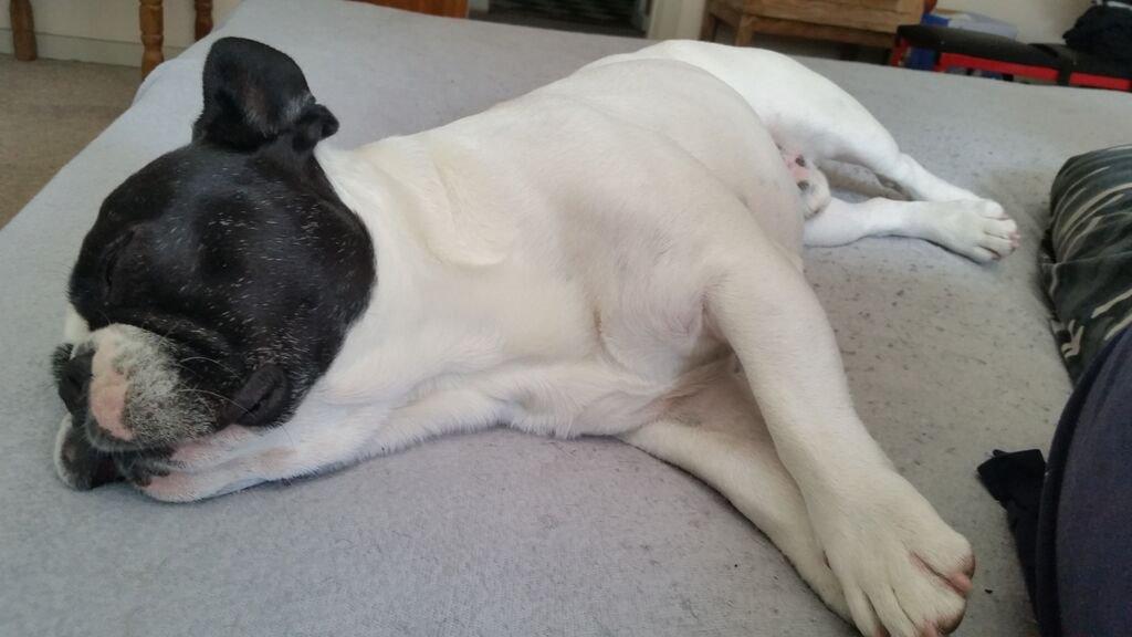 Fransk bulldog sylvester (sylle) billede 9