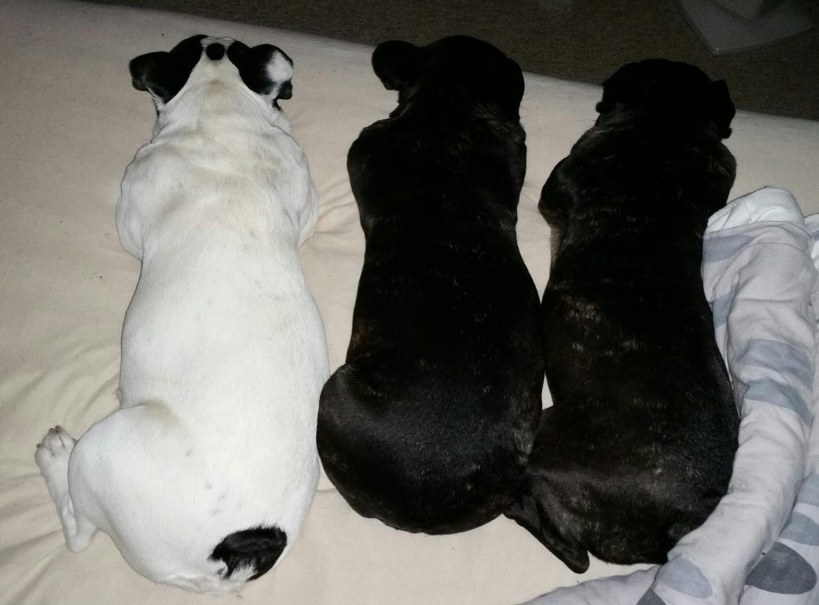 Fransk bulldog sylvester (sylle) billede 10