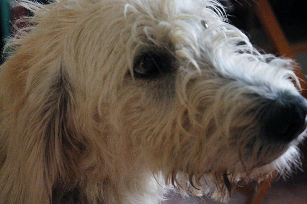 Blanding af racer labradoodel soja billede 1