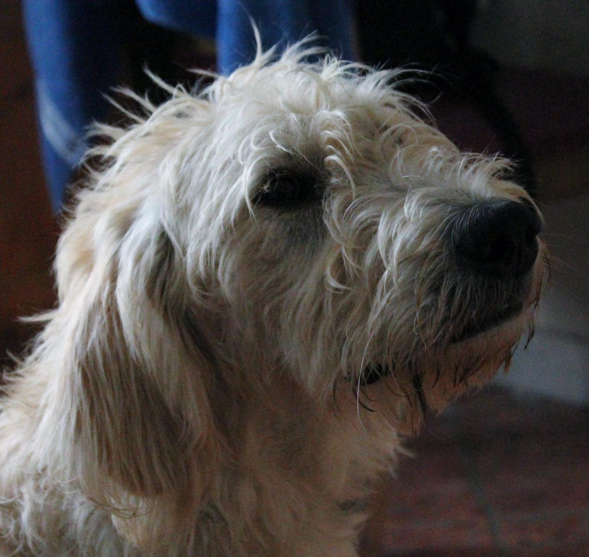 Blanding af racer labradoodel soja billede 2