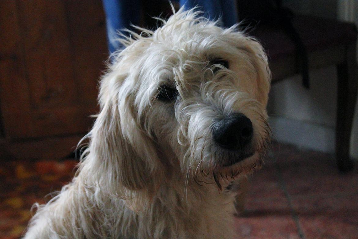 Blanding af racer labradoodel soja billede 4