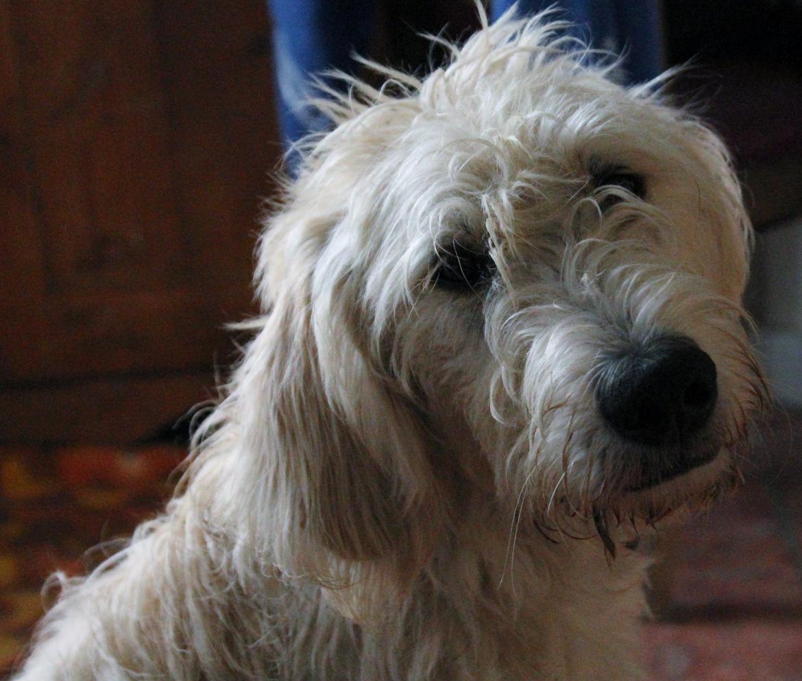 Blanding af racer labradoodel soja billede 3