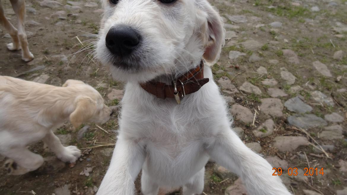 Blanding af racer labradoodel soja billede 5