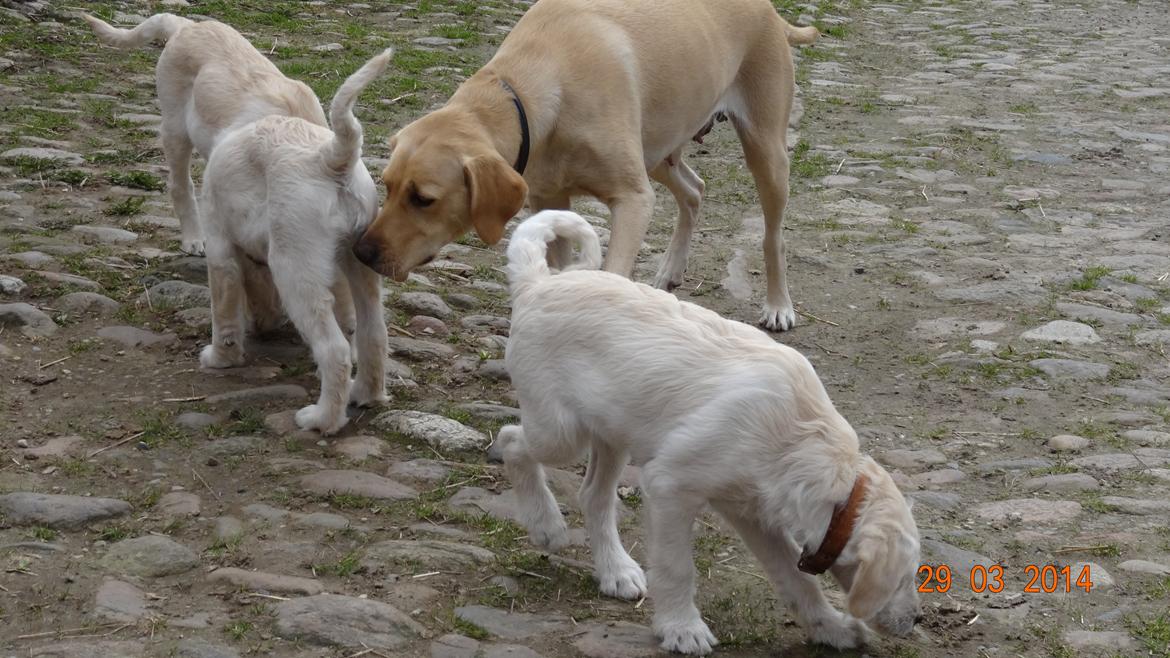 Blanding af racer labradoodel soja billede 7