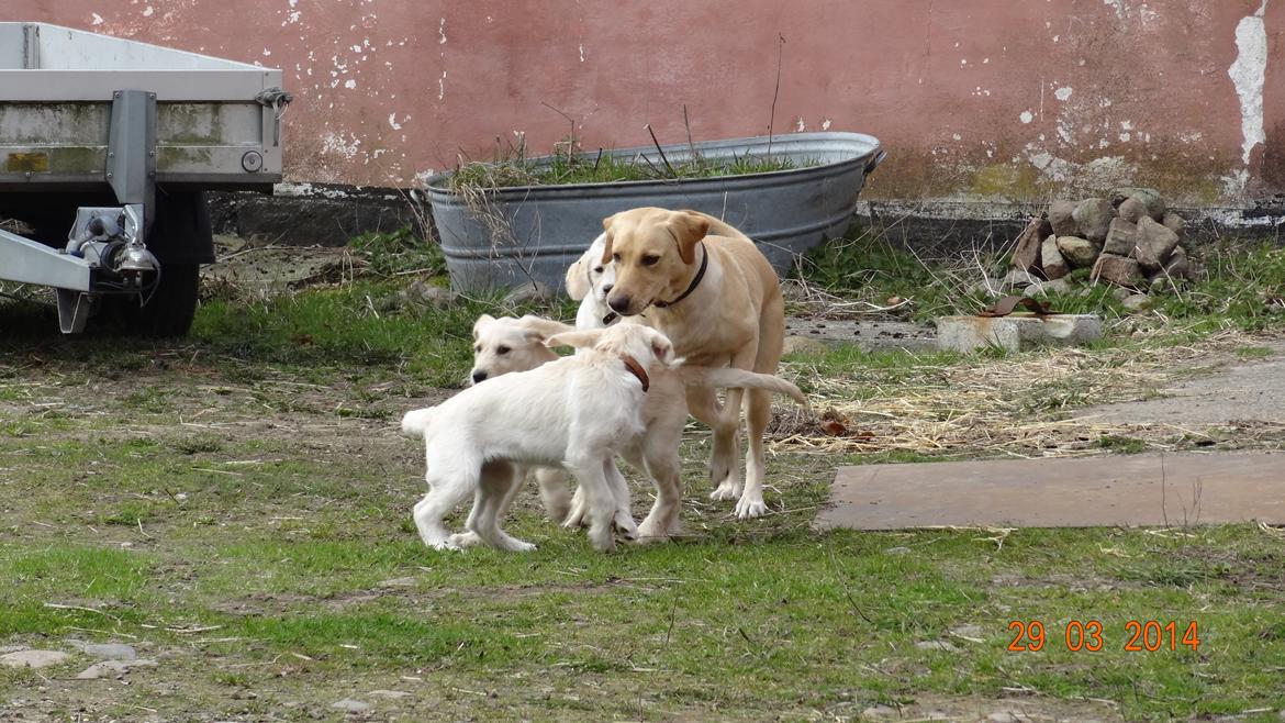 Blanding af racer labradoodel soja billede 8