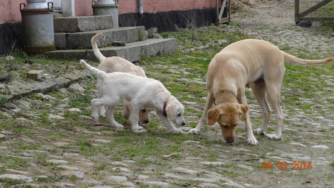 Blanding af racer labradoodel soja billede 6