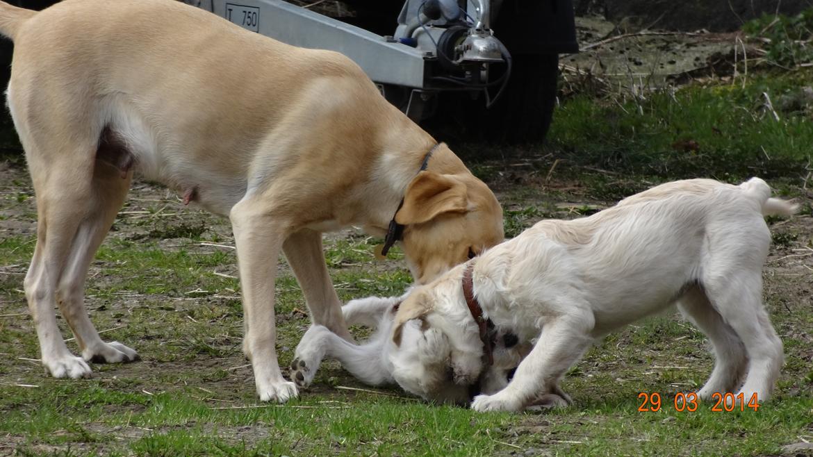 Blanding af racer labradoodel soja billede 9