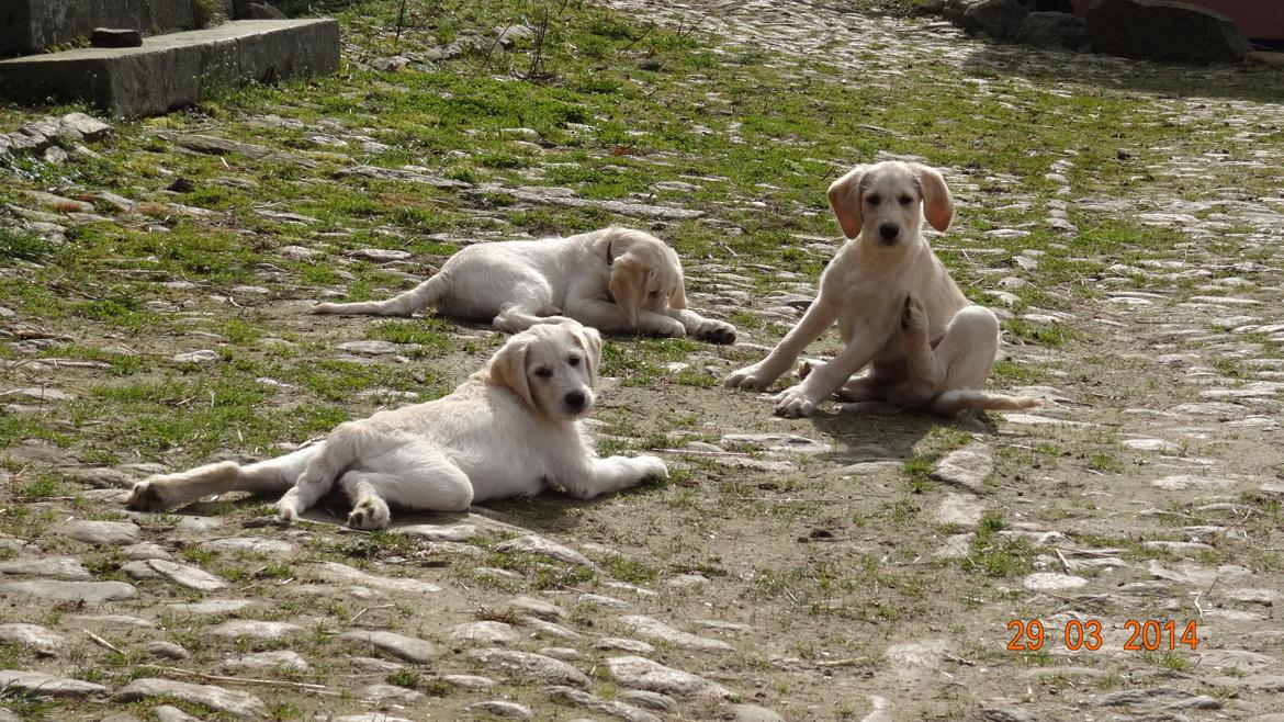 Blanding af racer labradoodel soja billede 11