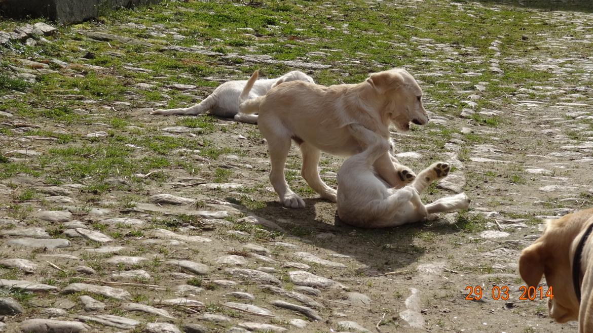 Blanding af racer labradoodel soja billede 12