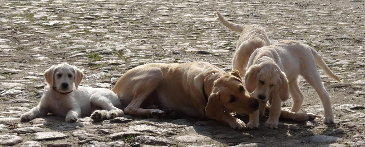 Blanding af racer labradoodel soja billede 13