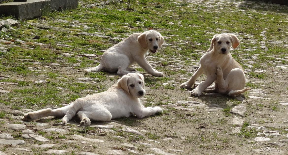 Blanding af racer labradoodel soja billede 10