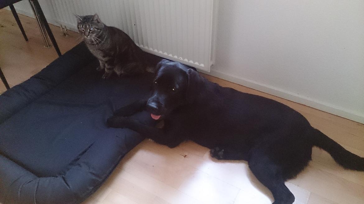 Labrador retriever Lab Kenholm Saint Louis blues (Kaldet Mickey) billede 18