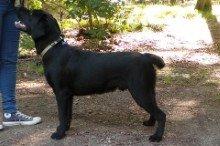 Labrador retriever Lab Kenholm Saint Louis blues (Kaldet Mickey) billede 19