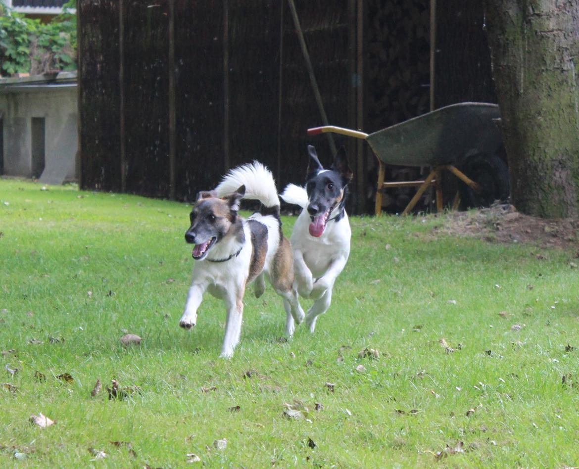 Glathåret foxterrier Charlie billede 41