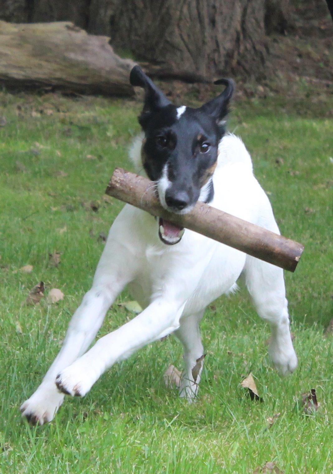 Glathåret foxterrier Charlie billede 4